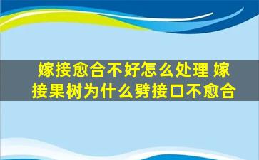 嫁接愈合不好怎么处理 嫁接果树为什么劈接口不愈合